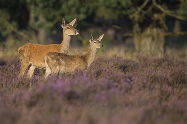 Red deer