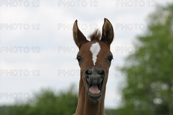 Arabian thoroughbred