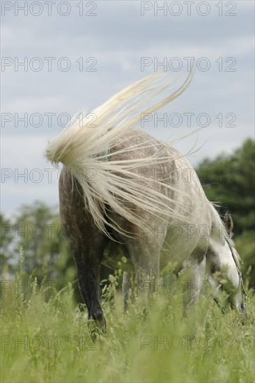 Arabian thoroughbred