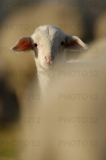 Domestic sheep