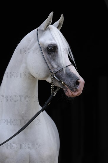 Arabian thoroughbred