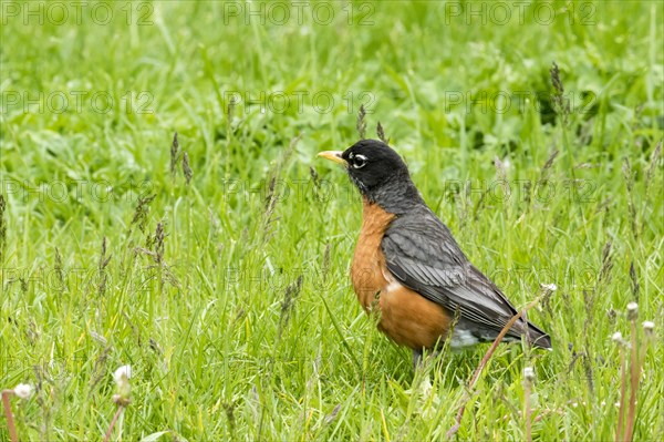 American robin