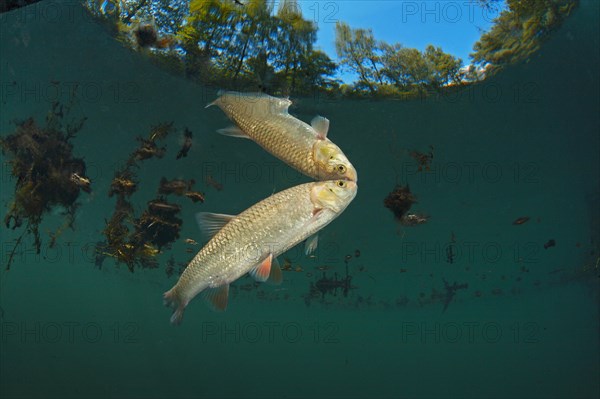 Rainbow trout