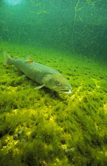 Danube salmon