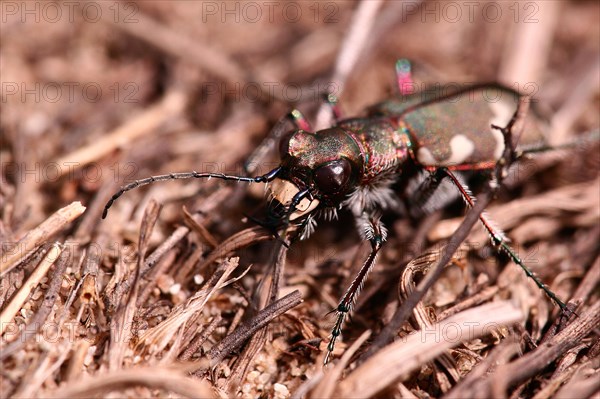 Northern dune tiger beetle