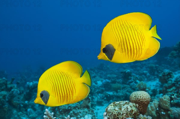 Pair of masked butterflyfish