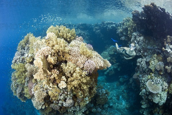 Snorkeling in the Red Sea