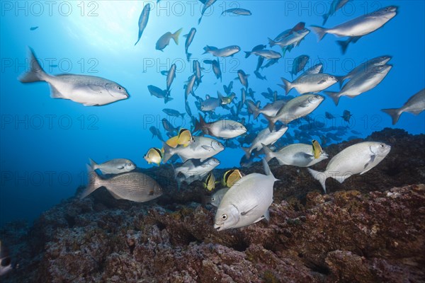 Shoal of bluegill at cleaning station