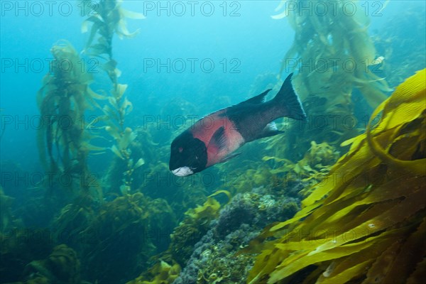 California hogfish