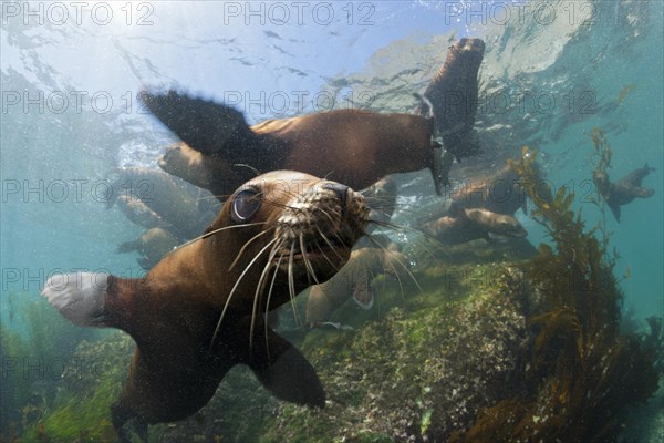 California sea lions