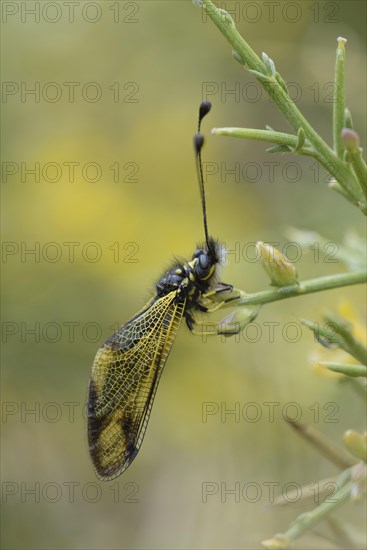 Cretan butterfly shad