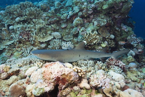 Whitetip reef shark