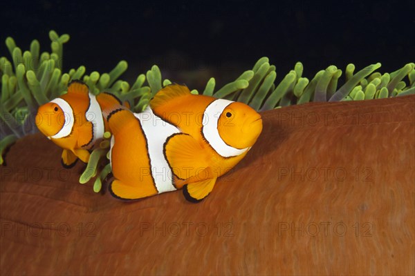 Pair of orange-ringed anemonefish