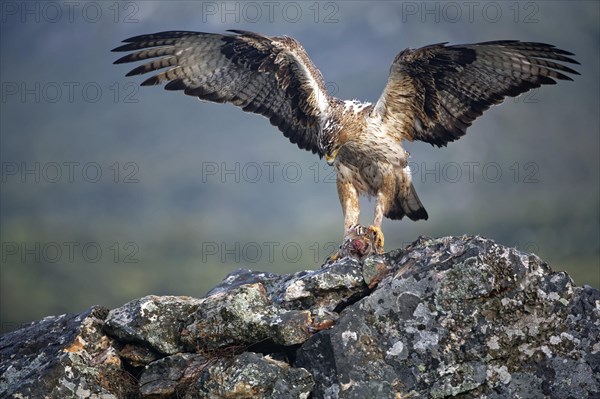 Bonelli's eagle