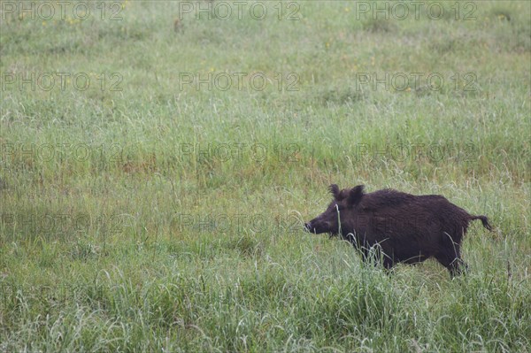 Wild boar