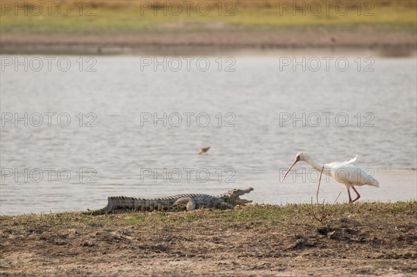 Nile crocodile and African spoonbill