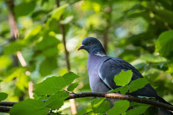 Common wood pigeon