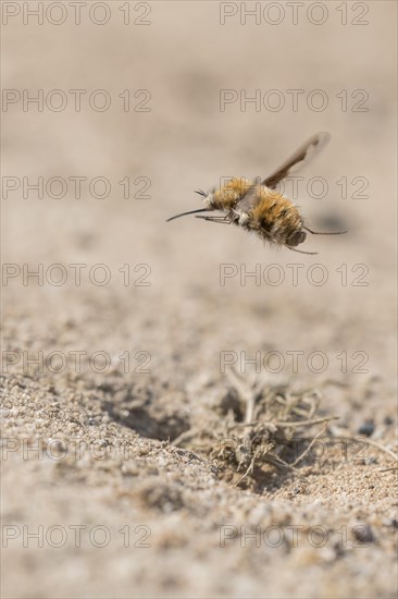 Large bee fly