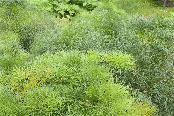 Peucedanum officinale