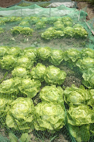 Vegetable patch with salad