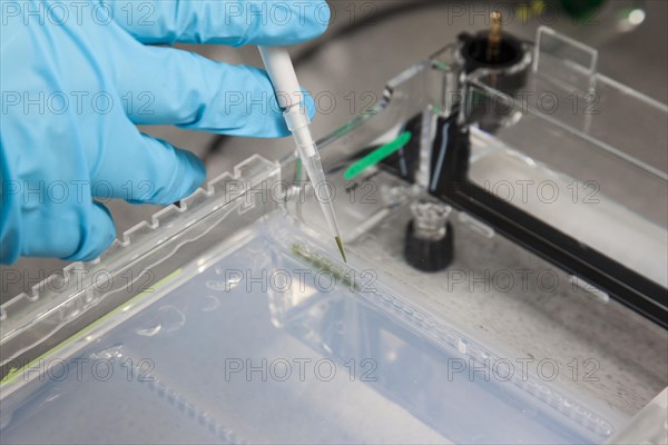 Scientist pipetting in the poison room or laboratory with ethidium bromide during a DNA gel electrophoresis for the detection of nucleic acids in the Faculty of Biology at the University of Duisburg-Essen