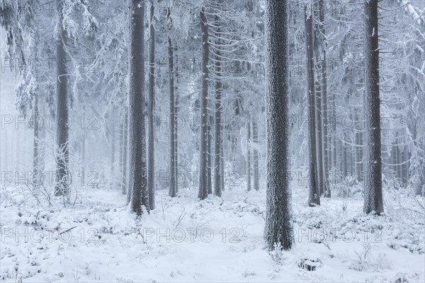 Spruce forest in winter with snow