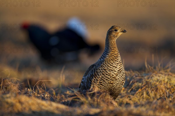 Black grouse