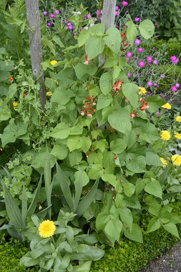 Scarlet runner bean