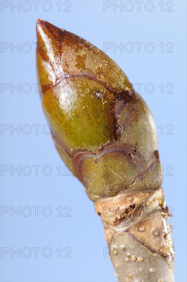 Horse Chestnut Bud