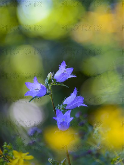 Bearded bellflower