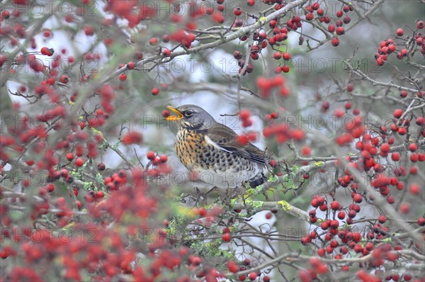 Fieldfare