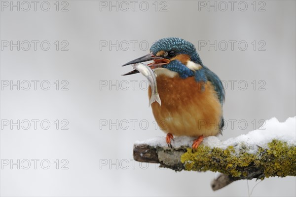 Common kingfisher