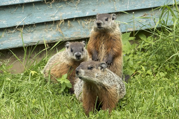 Woodchucks