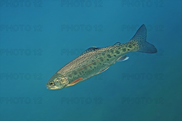 Rainbow trout