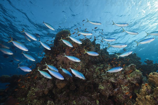 Suez fusiliers on the reef