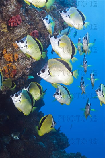 Shoal of Barberfish