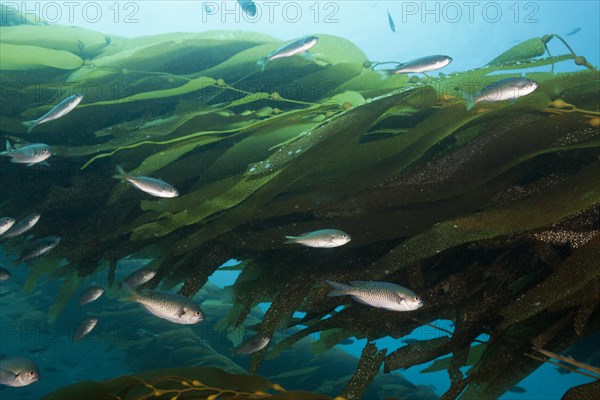 Swallowtail damselfish in kelp