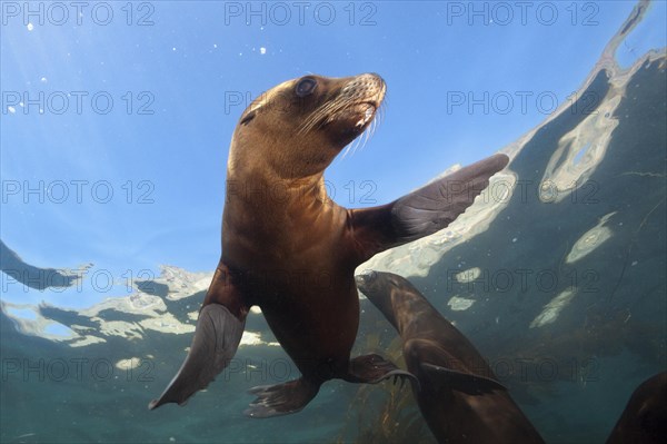 California Sea Lion