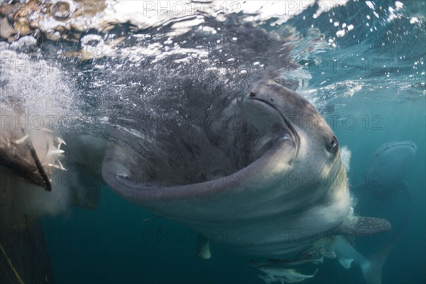 Feeding whale shark