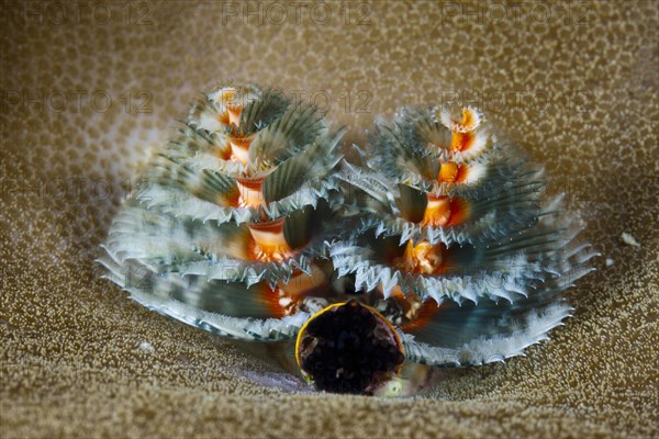 Blue tubeworm