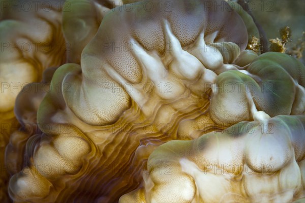 Detail of a bubble coral