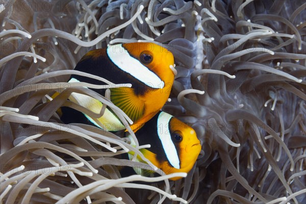 Pair of Clark's anemonefish