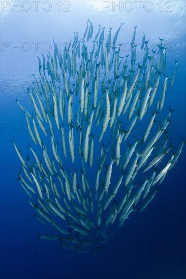 Shoal of darkfin barracudas