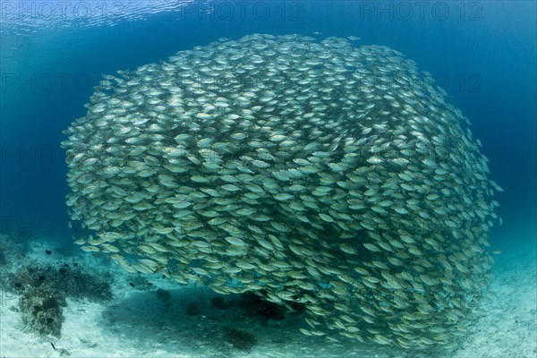 Shoal of ox-eye mackerel