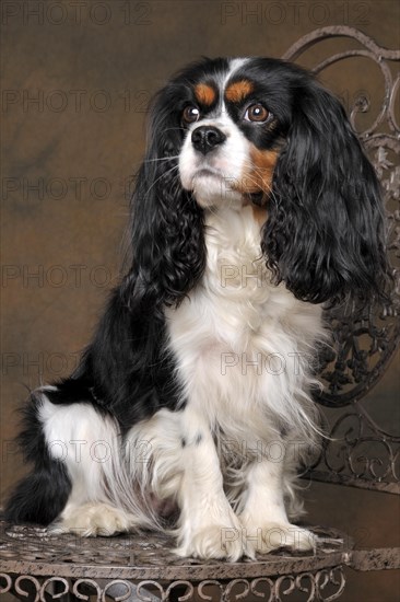 Cavalier King Charles Spaniel