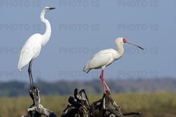 Great egret