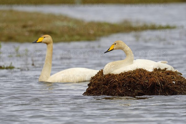 Whooper swan