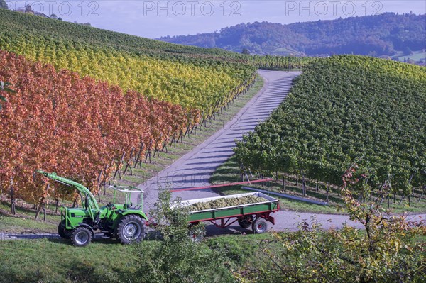 Grape harvest