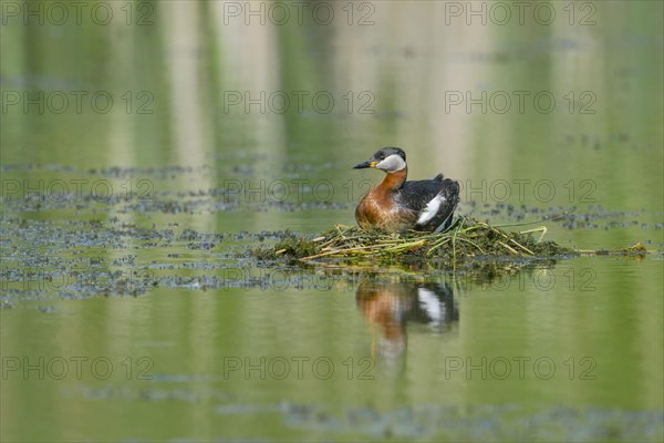 Red-necked grebe