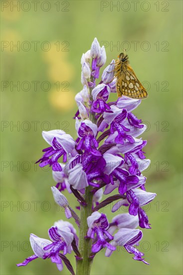 Chequered skipper